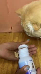 VITAMIN KUCING 60 KAPSUL MENAMBAH NAFSU MAKAN KUCING PENGGEMUK VITAMIN BULU KUCING CEGAH JAMUR BULU MENGKILAT BIGMAX VITAMIN NAFSU MAKAN KUCING PELEBAT BULU KUCING ANTI RONTOK DAN JAMUR