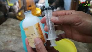 Medivac Vaksin Ayam ND AI 100 ml Pencegahan Penyakit Tetelo dan Flu Burung pada Unggas Ayam Bebek Puyuh Entok Mentog Merpati Soang