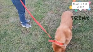 TRENY Elastic Dog Leash Rope Nylon Leash Running Comfortable Extendable Dogs Leash for Medium Large Dogs Running Jogging Walking