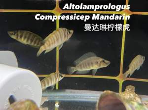 Cichlids Altolumprogus Compressicer Mandarin 曼达琳柠檬虎