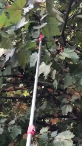 Kéo cắt cành cao 3m Đầu kéo tỉa cành cây trên caohái quả kết hợp cưa cây rất hiệu quả  kết hợp lưỡi cưa cành tiện dụng