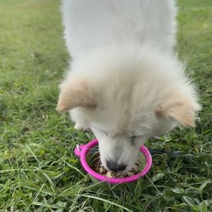 Silicone Foldable Dog Bowl: The Ultimate Portable Pet Dish