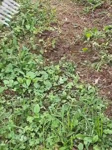 Cangkul Penyiangan | Garden Rake | Weeding Hoe Untuk Penyiangan Berkebun Halaman