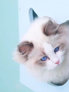 Hạt mèo TEB K5 cho mèo nuôi trọng nhà  18kg