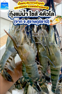 กุ้งแม่น้ำจัมโบ้ ส่งฟรี 2 กิโล จาก จังหวัดสุราษฎร์ธานี