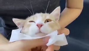 ทิชชู่เปียก Pet Wipes 80 แผ่นใหญ่ สำหรับเช็ดสัตว์เลี้ยง ทิชชู่เปียกเช็ดทำความสะอาด ผ้าเปียก