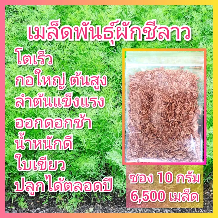เมล็ดพันธุ์ผักชีลาว 10 กรัม 6,500 เมล็ด ปริมาณมาก