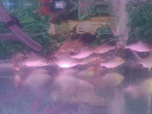 Jawa Tinfoil Barb (Ikan Lampam Jawa) - Grade A Aquarium Ornamental Fish