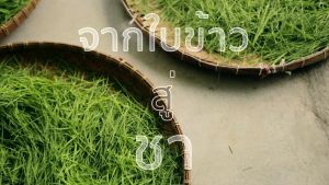 ชาบ้านไร่ต้นฝัน Organic Rice Leaf Tea 20 ชาร์อน ละ 1.5 กรัม กินเจ