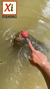 Umpan Mancing Nila & Mujair – Rahasia Strike Bertubi-Tubi di Berbagai Spot Air Tawar