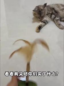 Catnip Tumbler Toy Natural Feather Interactive Rotating Teaser Wand Indoor Kitten Self Play Toy Boredom Relief Pet Entertainment