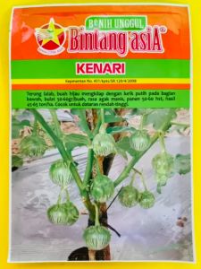 Benih terong lalab KENARI BINTANG ASIA. Isi 10gram jos tenan!!!