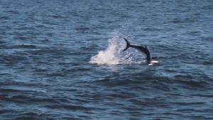 Sougayilang Set Tongkat dan Gulungan Pancing 1.8M 2 Bagian Casting Fishing Rod dan 18 + 1 BB 7.2:1 Rasio Gear Rem Magnetik Baitcasting Reel Memancing Baris Lure Combo Set