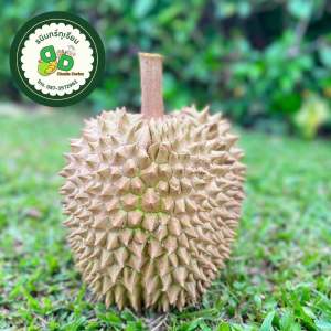 ทุเรียน ขนาด1.6-2 kg. กรอบนอกนุ่มใน รสชาติหวานมันอร่อย ส่งทั้งลูก