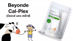 ผลิตภัณฑ์เสริมอาหาร บียอนด์แคล-เพล็กซ์ อาหารบียอนด์แคล-เพล็กซ์ ผลิตภัณฑ์เสริมอาหาร แคลเซียมเม็ด