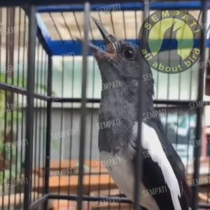 SEMPATI Tangkringan Setan Karet Hitam Sangkar Kacer Viral Lapis Kayu Anti Patah Untuk Kandang Burung TKARK