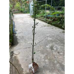 Cây tiêu rừng (gốc giống to)