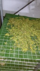 Hoa đu đủ đực sấy khô cao cấp nguồn dược liệu
