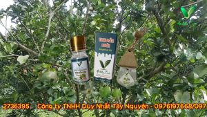 Tinh dầu Bưởi nguyên chất 100% từ thiên nhiên tác dụng như kích thích mọc tóc giảm rụng tóc giảm gàu giảm căng thẳng tăng cường sự tập trung khử mùi và thanh lọc không khí ... (Sản phẩm của Vhealthycare - Duy Nhat Tay Nguyen)