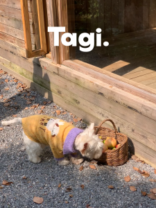 Tagi. Yummy Circle Fleece Pet Sweater Pet Winter Clothing