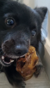 Pharynx คอหอยวัว หนากว่าหลอดคอ หลอดคอวัวอบแห้ง ขนมขัดฟันน้องหมา umm ขนมหมา DOG CHEWS ขนมสุนัข