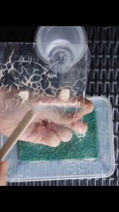 Grindal Worm🔥READY STOCK🔥Soilless culture(NO MITES Easy maintained)