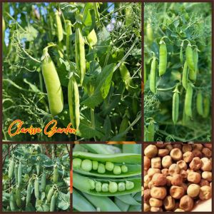 10 BUTIR BIJI/BENIH KACANG KAPRI MANIS SWEET PEA