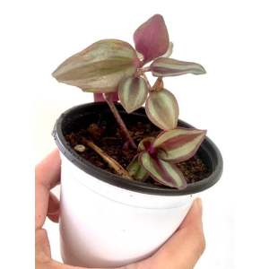 Wandering Jew Zebrina Purple