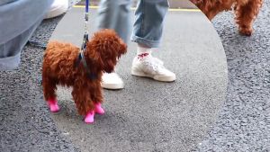 4pcs/set Pet Rain Shoes Dog Silicone Antiskid Rain Boots Candy Color Puppy Waterproof Shoes