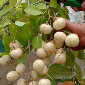 Bibit / Pohon Kelengkeng Matalada Super Unggulan Cepat Berbuah