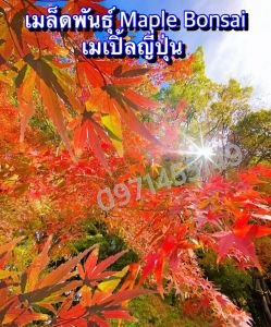 🍁เมล็ดพันธุ์เมเปิ้ลญี่ปุ่น เมเปิ้ลบอนไซ🍁 𝑱𝒂𝒑𝒂𝒏𝒆𝒔𝒆 𝑴𝒂𝒑𝒍𝒆  เมล็ดพันธุ์แท้นำเข้า *คัดเมล็ดคุณภาพดี*