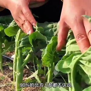 CHINESE BROCCOLI SEEDS / KALE (300 seeds) - Kailaan / Chinese Kale seeds