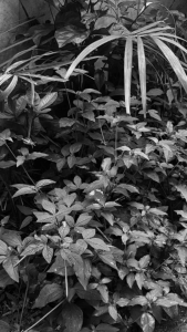 [Grosir] 6pcs Sarang Walet 150cc Penggacor Vitamin Suplemen Penggacor Burung