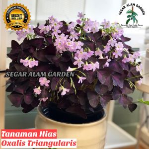 Tanaman Hias Oxalis Triangularis - Kupu-Kupu Ungu