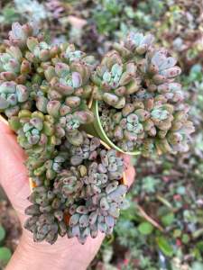 Ready stock 🇲🇾 Succulents 🌿 Graptopetalum pahcyphllum* Blue bean*蓝豆