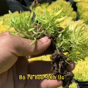 Hoa mười giờ úc màu xanh hoa vàng ( môi trường nắng hoặc bóng râm )