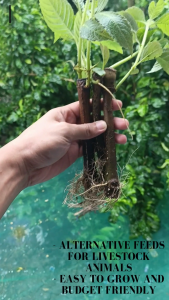 MADRE DE AGUA PLANT 4+2 ROOTED SEEDLINGS WITH FREEBIES MALALAKI NA MAY DAHON AT UGAT EASY TO PRODUCE LEAVES