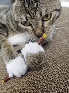 [5pcs]Cat Catnip Sticks Silvervine Teeth Cleaning Organic Catnip Natural Plant Chew Sticks Treat Toy