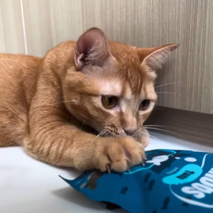 Happi Skippi Catnibbs Soft & Chewy Cat Treats 60g