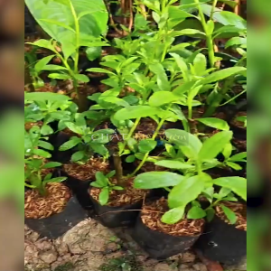 Gốc Cây Từ Bi/Cúc Tần giống (cây giống lá lớn cực đẹp)