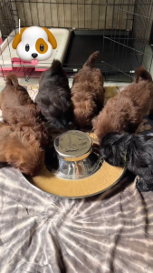 Stainless Steel SLOW FEEDER Dog Bowl S/M/L Sizes - 26/30/34cm Durable Pet Feeder for Medium to Large Dogs