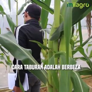 Baja Organik Milagro PREMIUM 1 Kg + 1 FREE Gift