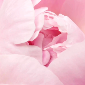 GEORGINA MKK Elegant Pink Body Spray for Women – Long-Lasting Fresh Floral Mist