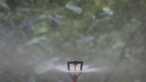 Bộ 10 Béc Tưới Cây Phun Sương Hạt Nhỏ Kèm Nối Ren 21mm