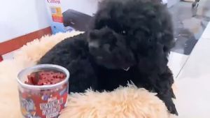 ฟันสัตว์เลี้ยง ขนมขัด รูปทรง ดาว ลดกลิ่น ปาก ครบหิน เชื้อเเบ กระปุก 220 กรัม