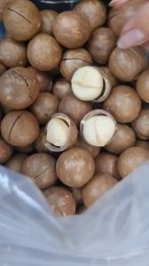 MACCA LÂM ĐỒNG loại ngon hạt to mỏng vỏ cơm dày thơm ngon giàu dinh dưỡng