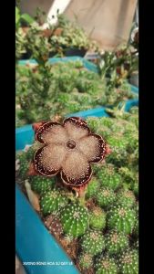 XƯƠNG RỒNG sao biển hoa to đẹp TUỔI HOA .Tặng chậu nhựa nhỏ