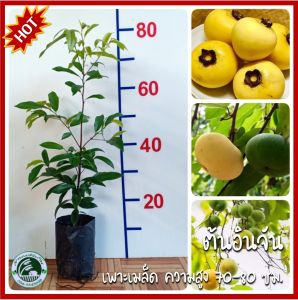 ต้นอินจัน อินจัน ต้นอิน ต้นจัน ชื่ออื่น จัน อิน จันอินจันโอ จันอิน จันลูกหอม จันท์ลูกหอม จันขาว ลูกจัน ลูกอิน จันอิน ลูกจันทน์ ลูกจันทร