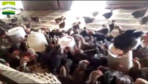 1.5L Chick Drinker + 1.5kgs Chick Feeder: Your Ultimate Guide