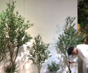 ต้นมะกอกโอลีฟมะกอก พร้อมกระถางไม้ไผ่ วัสดุที่เป็นมิตรต่อสิ่งแวดล้อม ต้นมะกอกนำ้ สำหรับการผลิตพลาสมี การผลิตโมเดลคลินิก และการผลิตของคลินิก